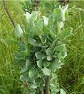 saltbush 